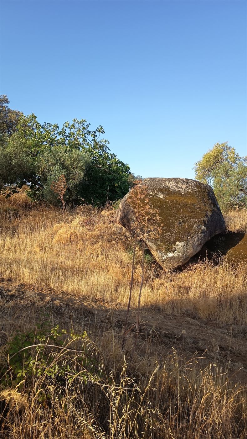 Gran bolo granítico junto a una higuera en el terreno de Barcarrota