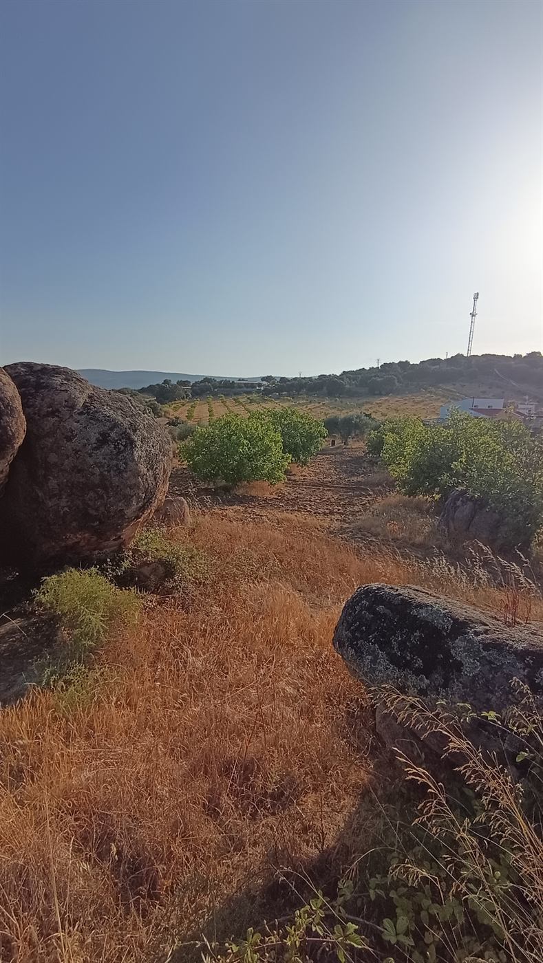 Higueras y bolos graníticos en el terreno, con la sierra al fondo