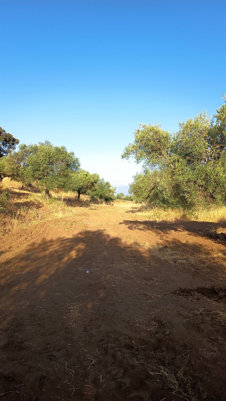 Camino de tierra entre olivos en el interior del terreno