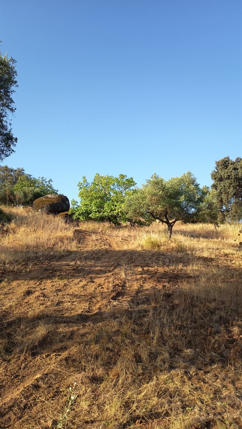 Olivos e higueras en el interior del terreno urbanizable de Barcarrota