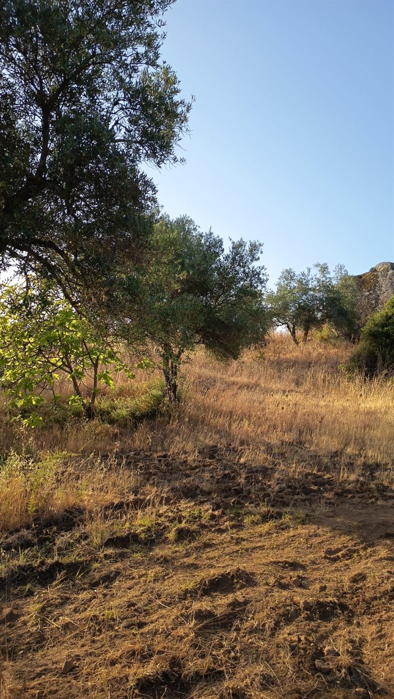 Arbolado adulto de olivos e higueras dentro del terreno