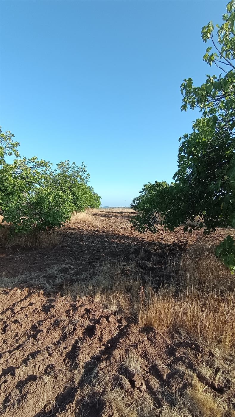 Hilera de higueras y tierra recién labrada en el terreno