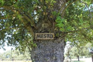 Dehesa extremeña con encinas en la provincia de Badajoz