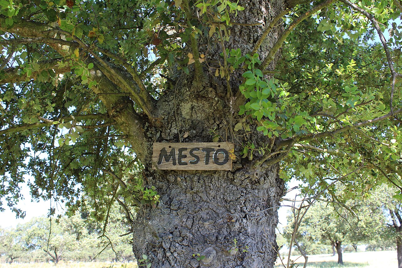 Dehesa extremeña con encinas en la provincia de Badajoz