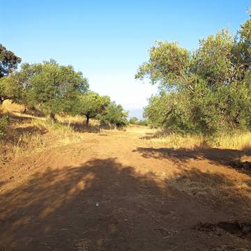 Ver el camino entre olivos