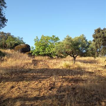Ver los olivos